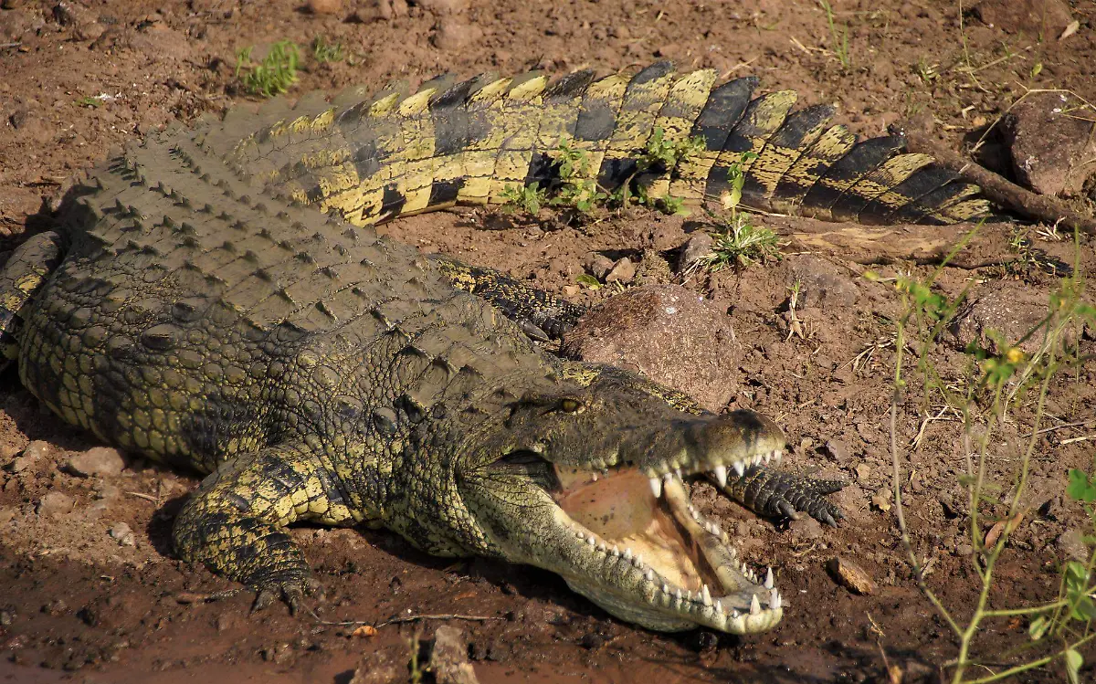 Lluvias generan el desplazamiento de cocodrilos a canales, piden prevenirse 